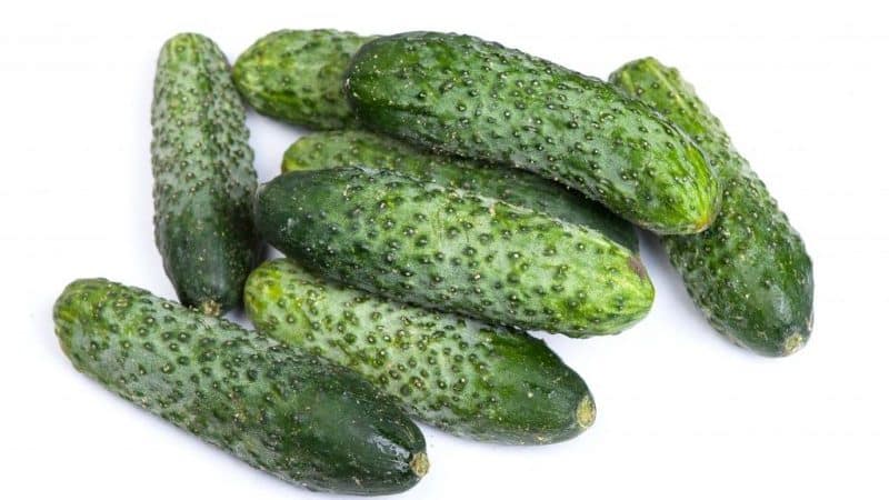 Pagsusuri ng Furor cucumber: mga pakinabang at disadvantages, mga katangian ng pananim at mga tip sa paglaki