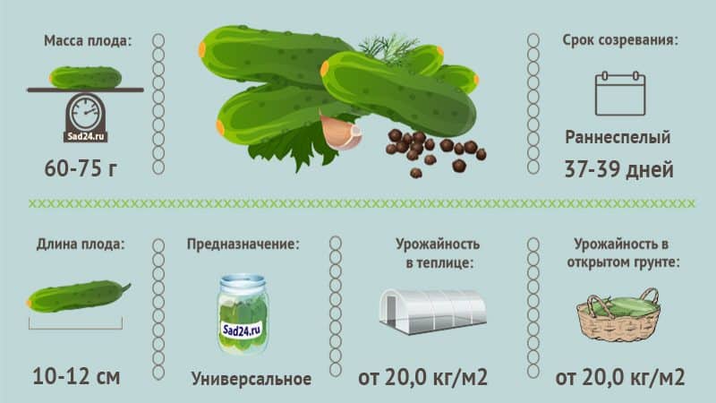 Đánh giá về dưa chuột Furor: ưu điểm và nhược điểm, đặc điểm cây trồng và mẹo trồng