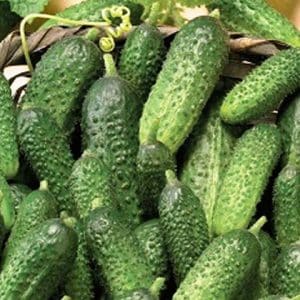 Hybrid cucumber Grandma's granddaughter f1: description and features of agricultural technology