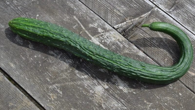 Paano magtanim ng mahabang Chinese snake cucumber na hindi pangkaraniwang hugis at masira ang mga rekord ng ani sa iyong plot