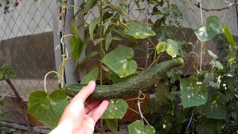 Paano magtanim ng mahabang Chinese snake cucumber na hindi pangkaraniwang hugis at masira ang mga rekord ng ani sa iyong plot