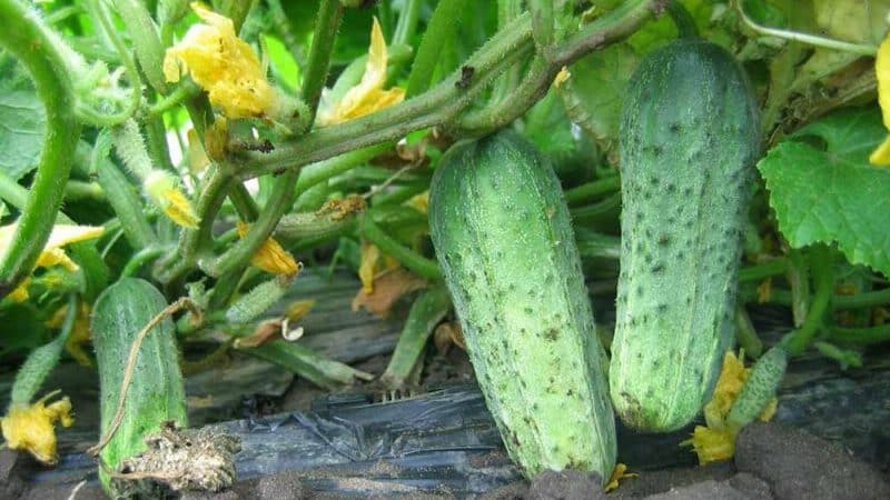 Hindi mapagpanggap, produktibo at masarap na Crispina cucumber mula sa mga Dutch breeder