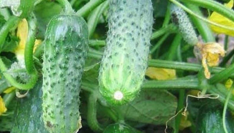 Hindi mapagpanggap, produktibo at masarap na Crispina cucumber mula sa mga Dutch breeder