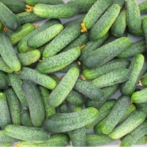 Hindi mapagpanggap, produktibo at masarap na Crispina cucumber mula sa mga Dutch breeder