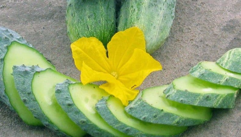 Hindi mapagpanggap, produktibo at masarap na Crispina cucumber mula sa mga Dutch breeder