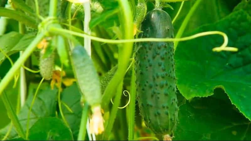 Pepino da sogra consistentemente produtivo e testado pelo tempo