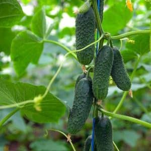 Ano ang mabuti tungkol sa Tumi cucumber at kung bakit ito ay nagkakahalaga ng pagpapalaki nito sa iyong sariling balangkas