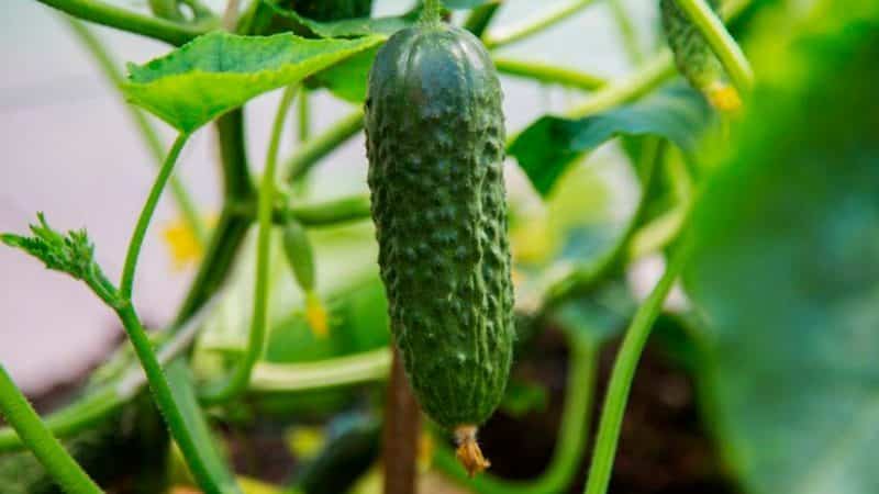 ¿Qué tiene de bueno el pepino Tumi y por qué vale la pena cultivarlo en tu propia parcela?