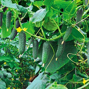 Hybrid early-ripening cucumber hybrid Gunnar: mga katangian at mga diskarte sa paglilinang