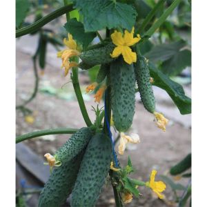 Hybrid early-ripening cucumber hybrid Gunnar: mga katangian at mga diskarte sa paglilinang