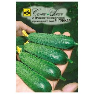 Hybrid early-ripening cucumber hybrid Gunnar: characteristics and cultivation techniques