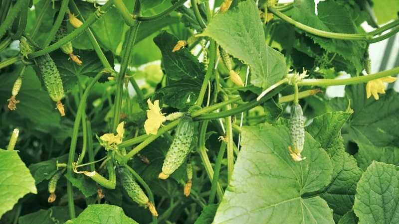 Un híbrido de invernadero con un hermoso nombre y una cosecha abundante: pepinos con aretes esmeralda