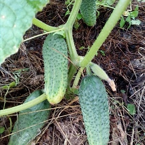 Un híbrid d'hivernacle amb un nom preciós i una collita abundant: arracades de maragda cogombres