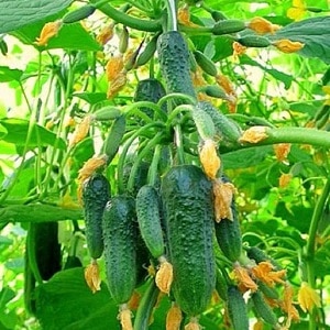 Un híbrido de invernadero con un hermoso nombre y una cosecha abundante: pepinos con aretes esmeralda