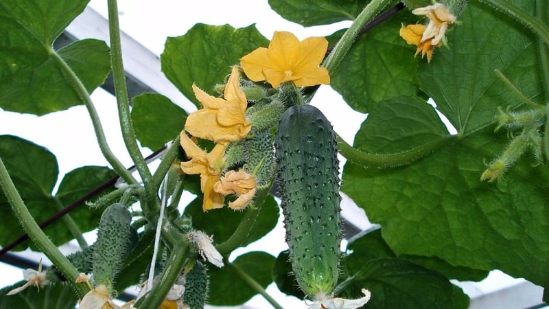 Un híbrido de invernadero con un hermoso nombre y una cosecha abundante: pepinos con aretes esmeralda