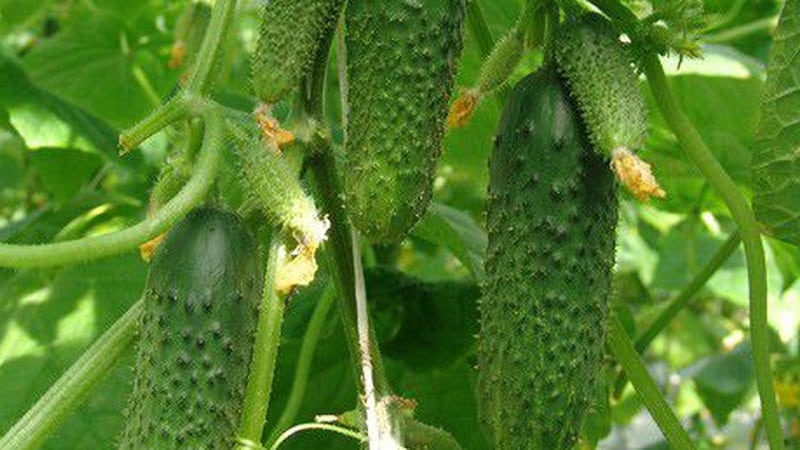 Un híbrido de invernadero con un hermoso nombre y una cosecha abundante: pepinos con aretes esmeralda