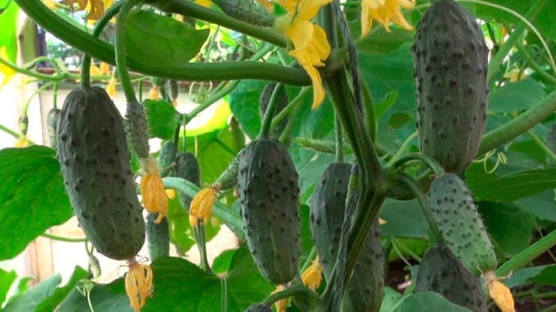 Kamangha-manghang produktibong Kolibri cucumber para sa atsara at sariwang pagkonsumo