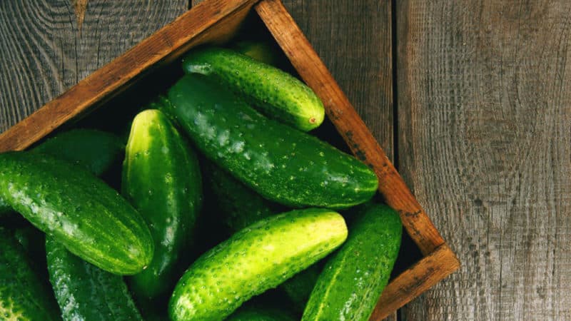 The benefits and harms of cucumbers with honey for the human body