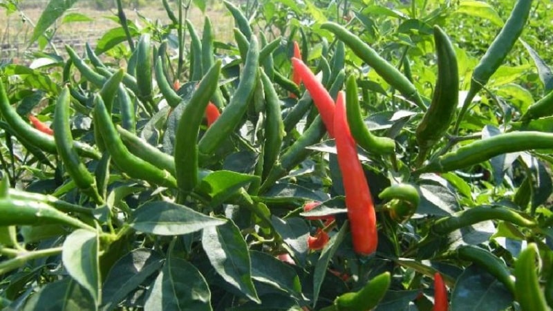 Features and varieties of Pepperoni pepper, its cultivation and applications