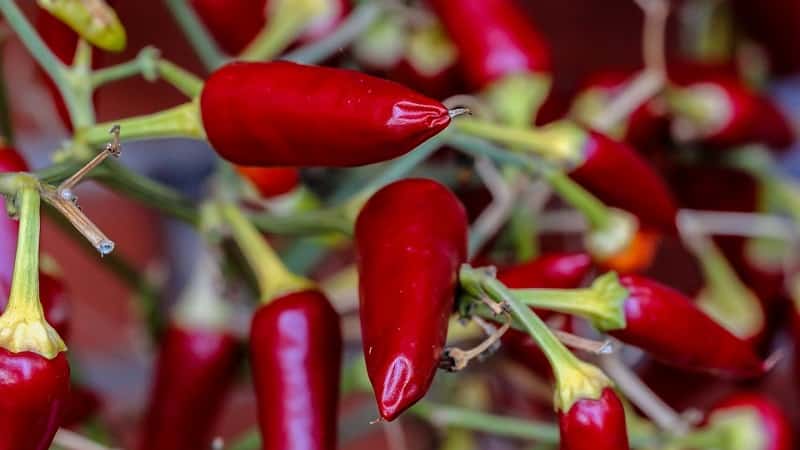 Característiques i varietats del pebrot, el seu cultiu i aplicacions