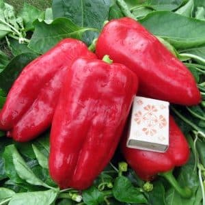 Why is it worth growing Atlant hybrid pepper and how it can surprise you