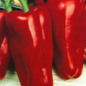 ¿Por qué vale la pena cultivar pimiento híbrido Atlant y cómo puede sorprenderte?