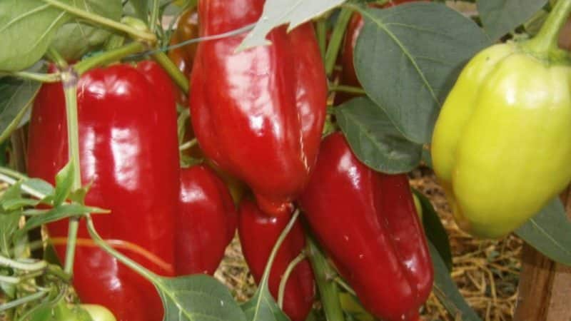 ¿Por qué vale la pena cultivar pimiento híbrido Atlant y cómo puede sorprenderte?