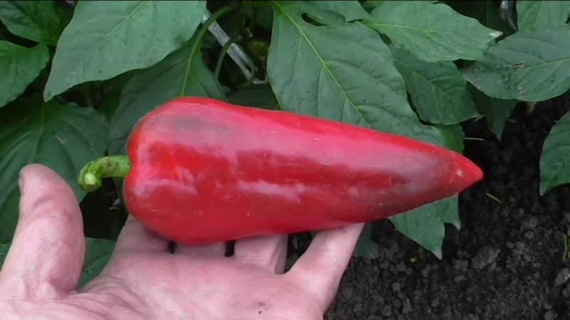 ¿Por qué vale la pena cultivar pimiento híbrido Atlant y cómo puede sorprenderte?