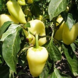 ¿Qué tiene de bueno la variedad de pimiento Belozerka y por qué debería intentar cultivarla en su propia parcela?