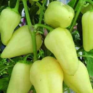 What is good about the Belozerka pepper variety and why you should try growing it on your own plot