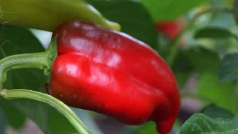 Hybrid pepper Pinocchio para sa mga mahilig sa matamis at makatas na high-yielding na varieties