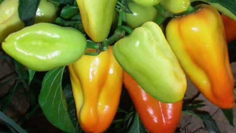 Hybrid pepper Pinocchio para sa mga mahilig sa matamis at makatas na high-yielding na varieties