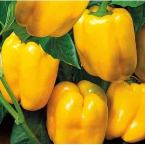 Dutch hybrid pepper Gemini f1: mga pagsusuri mula sa mga nakaranasang magsasaka at mga patakaran para sa pag-aalaga dito