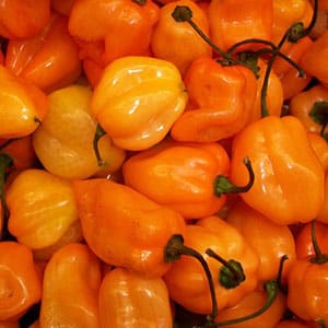 How to grow hot habanero peppers and use this component correctly in cooking