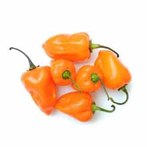 How to grow hot habanero peppers and use this component correctly in cooking