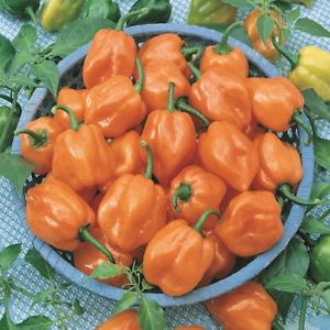 Cómo cultivar chiles habaneros picantes y utilizar correctamente este componente en la cocina