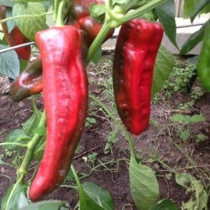 Efektná hybridná paprika Kakadu s nevšedným vzhľadom a príjemnou sladkou chuťou