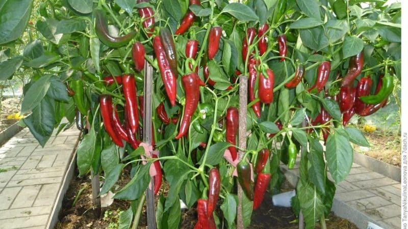 Isang kamangha-manghang hybrid na Kakadu pepper na may hindi pangkaraniwang hitsura at isang kaaya-ayang matamis na lasa