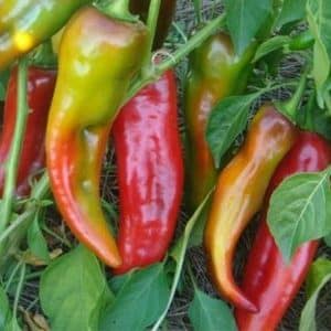 Efektná hybridná paprika Kakadu s nevšedným vzhľadom a príjemnou sladkou chuťou