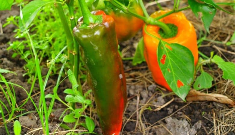 Un espectacular pimiento híbrido Kakadu con una apariencia inusual y un agradable sabor dulce.