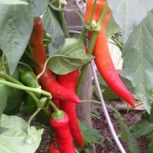 Un espectacular pimiento híbrido Kakadu con una apariencia inusual y un agradable sabor dulce.