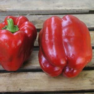 Hybrid pepper Claudio from Dutch breeders and features of caring for it