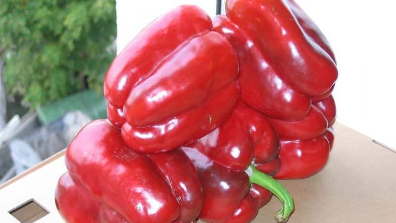 Hybrid pepper Claudio from Dutch breeders and features of caring for it