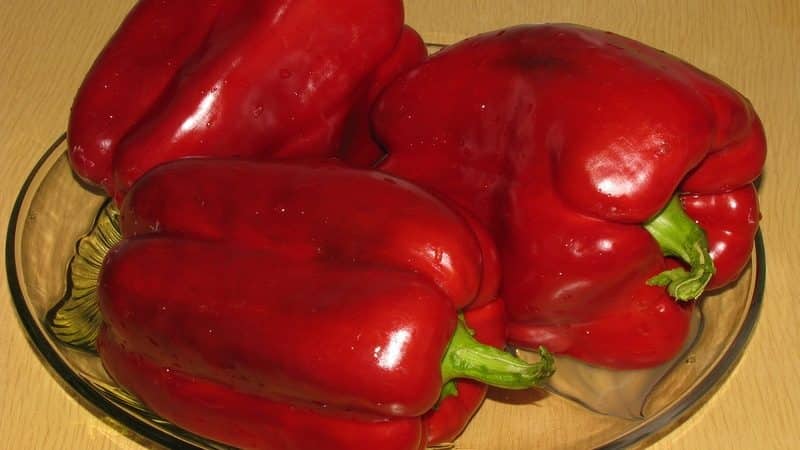 Hibridna paprika Claudio nizozemskih uzgajivača i značajke brige za nju