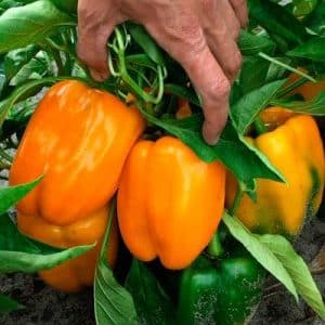 Um híbrido que não o deixará indiferente - a pimenta Orange Miracle e as características do seu cultivo