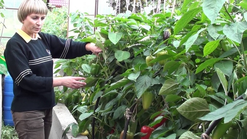 A paprika leírása Moldova ajándéka: mi a jó a fajtában, és hogyan kell helyesen termeszteni