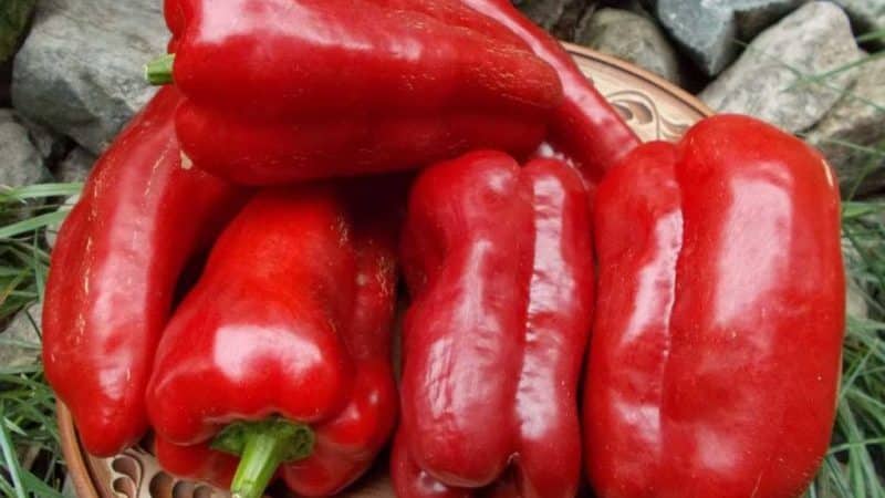 A paprika leírása Moldova ajándéka: mi a jó a fajtában, és hogyan kell helyesen termeszteni