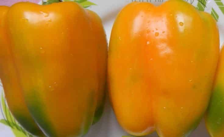 Como cultivar adequadamente pimentas Siberian Bonus produtivas com frutas brilhantes e incrivelmente saborosas