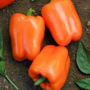 How to properly grow productive Siberian Bonus peppers with bright and incredibly tasty fruits