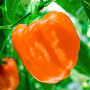 Hvordan dyrke produktiv sibirsk bonus paprika på riktig måte med lyse og utrolig smakfulle frukter